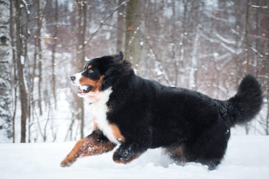 Bernese Mountain Dog breed running fast in the snow, playing