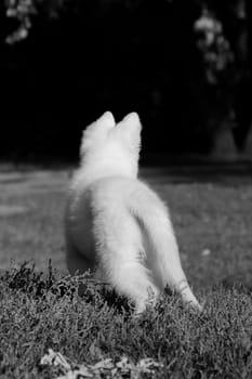 A small white puppy of breed a white Swiss Shepherd dog stands with his back and looks into the distance
