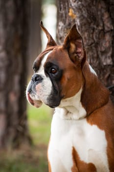 Portrait of a red dog breed German boxer on a background of trees