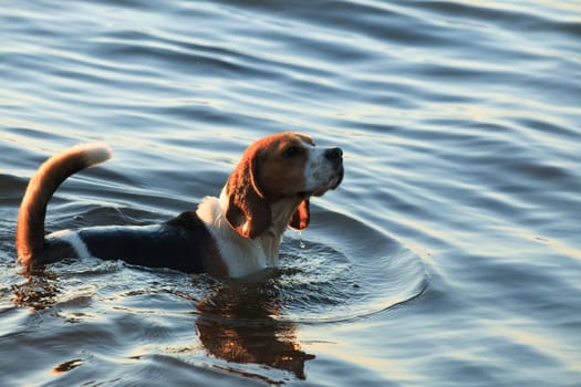 Beagle dog, even standing in the water, continues to hunt.
