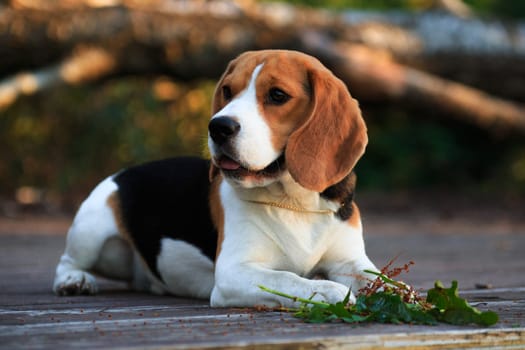 Beagle dog lies on a boardwalk and holds a grass paw