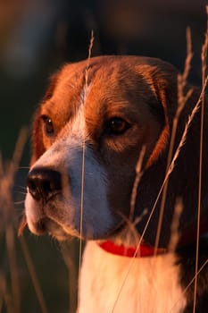 Beagle dog portrait shot through grass