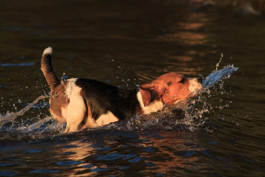 Beagle dog jumping in the water and spray flying in all directions