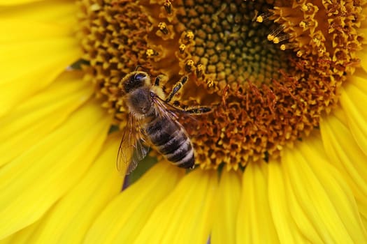 Close up of a honey bee getting pollen from a sunflower
