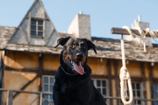 black big dog of the beauceron breed (french shepherd) is sitting on the platform with the decorations of the gallows for shooting the film