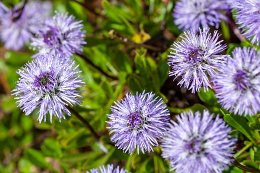 Globularia cordifolia a spring summer flowering plant with a blue purple summertime  flower commonly known as  Heart leaved glob daisy stock photo image