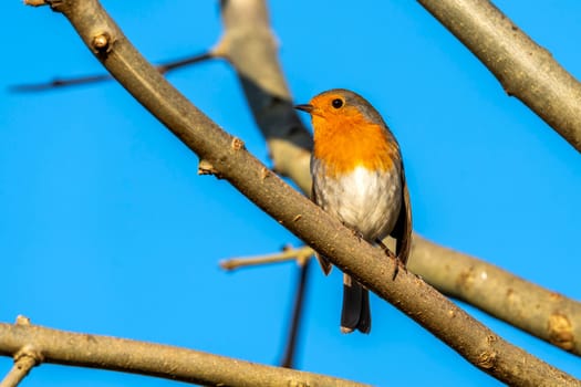 Robin redbreast ( Erithacus rubecula) bird a British garden songbird with a red or orange breast often found on Christmas cards and showing a clear blue sky, stock photo image