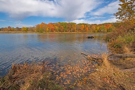 Fall Leaves and the Fall Forest on a Calm Lake at Ned Brown Preserve in Illinois