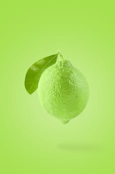 Minimal fruit concept. One whole lime fruit on bright green background with shadow. Design element. Full depth of field.
