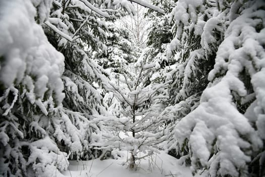 winter forest