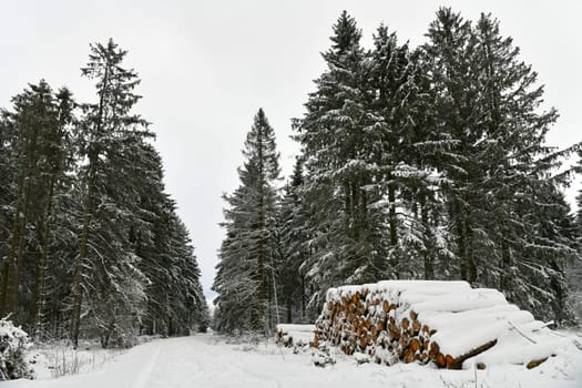 winter forest