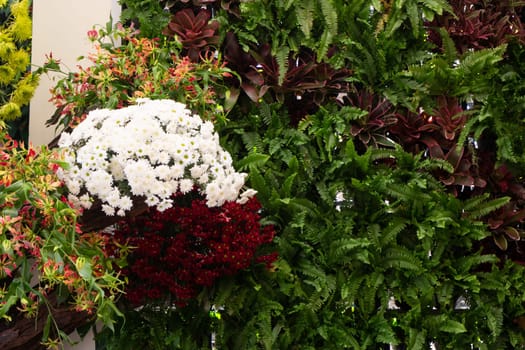 Variety summer plant sale and display in the market, stock photo