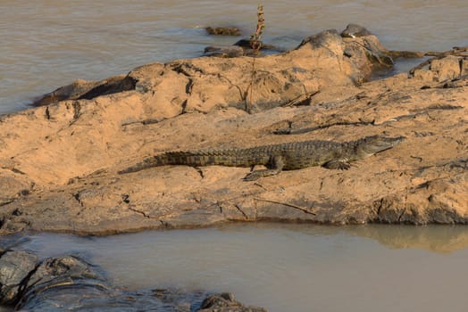 Crocodile sunbathing on a stone island on the Kunene River, Namibia