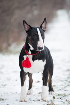 Black and white Bull Terrier dog standing outdoors in winter on snow