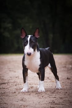 dog breed mini bull terrier of black color with a white breast stands on a sandy platform