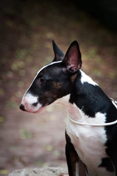 portrait of a dog breed mini bull terrier black color close-up on a vegetable background