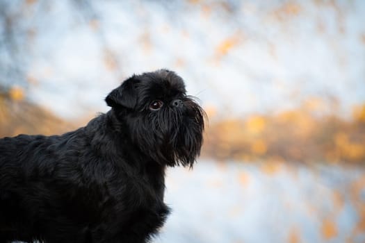 Portrait of a black small wire-haired dog of the Belgian Griffon breed outdoors in the forest on a golden blue background of nature in blur in autumn