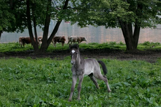 Portrait of a cute foal wet after rain. He is standing in the meadow, looking at the camera and pissing