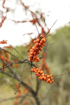 buckthorn berries on a branch close