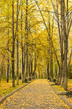 warm peaceful day in the autumn park.