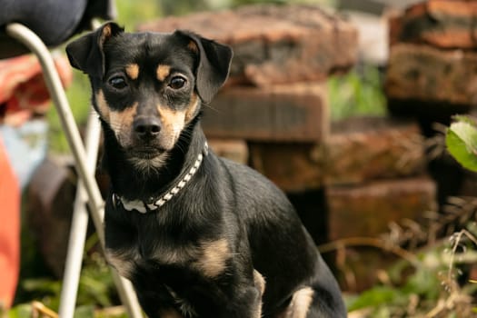 pinscher dog in a summer meadow