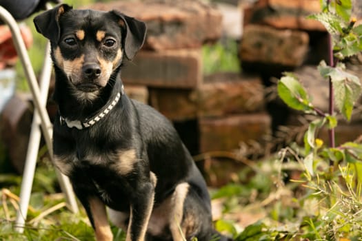 pinscher dog in a summer meadow