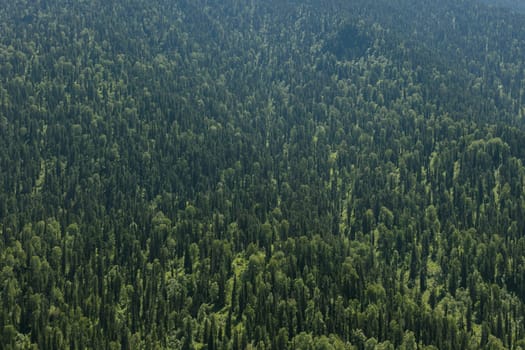 Healthy green trees in a forest of old spruce, fir and pine trees in wilderness of a national park. Sustainable industry, ecosystem and healthy environment concepts and background