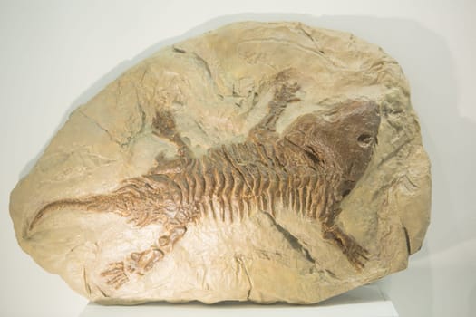 Fossil of prehistoric lizard skeleton on the rock.