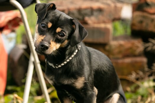 pinscher dog in a summer meadow