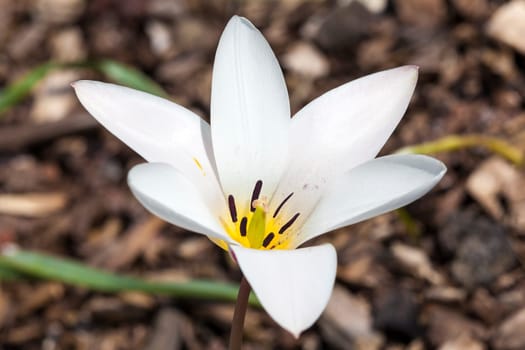 Tulip 'Lady Jane' a spring flowering bulb plant