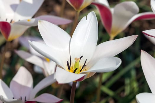 Tulip 'Lady Jane' a spring flowering bulb plant