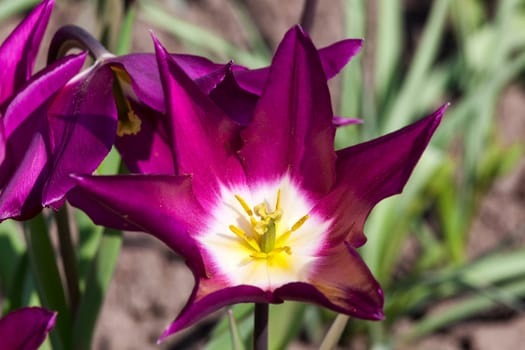 Tulip 'Yume no Murasaki' (Purple Dream) a purple spring flowering bulb plant