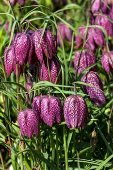 Fritillaria meleagris commonly known as snake's head fritillary a common spring flowering bulb plant