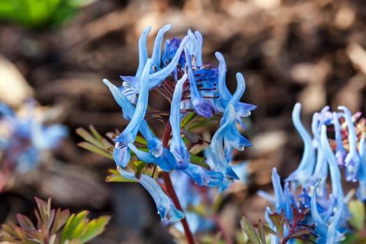 Corydalis flexuosa 'China Blue' a spring rhizomatous perennial flower plant