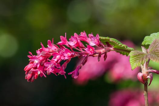 Ribes sanguineum 'King edward VII' an early spring dark red flower shrub commonly known as  flowering currant