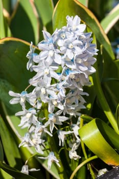 Puschkinia scilloides a spring white blue perennial flower plant commomly known as Russian snowdrop