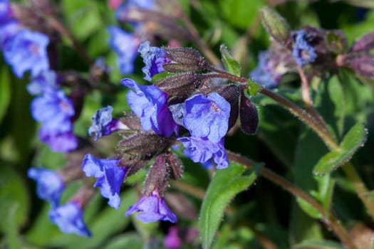 Pulmonaria 'Blue Ensign'  a spring blue perennial flower plant commomly known as lungwort
