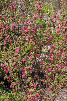Ribes sanguineum 'King edward VII' an early spring dark red flower shrub commonly known as  flowering currant