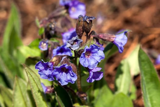 Pulmonaria 'Blue Ensign'  a spring blue perennial flower plant commomly known as lungwort