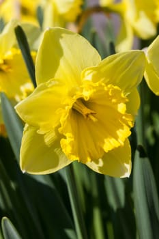 Daffodil (narcissus) 'Saint Patrick's Day' growing outdoors in the spring season