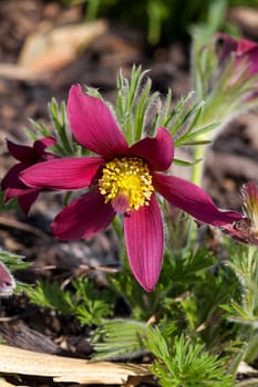 Pulsatilla vulgaris 'Pinwheel Dark Red Shades' a spring  red perennial flower plant commomly known as pasque flower
