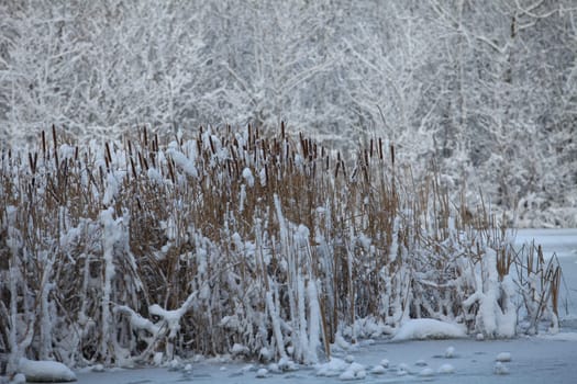 snowy lake reeds in the snow winter landscape