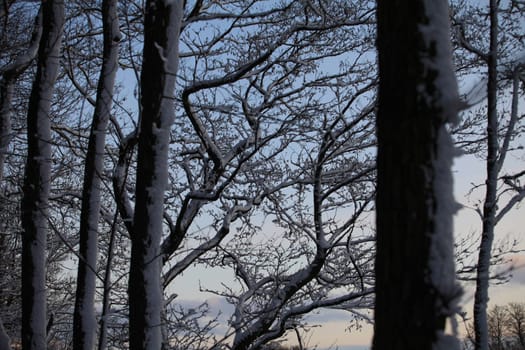 white trees covered with snow on the background of the sky winter landscape