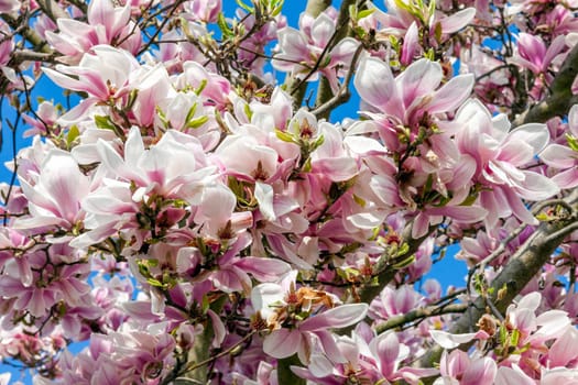 Pink magnolia blossom in flower on a springtime tree branch, close up in the spring season with a blue sky, stock photo image