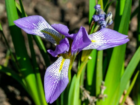 Iris lazica a winter spring flowering plant with a purple springtime flower commonly known as Lazistan iris, stock photo image