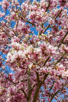 Pink magnolia blossom in flower on a springtime tree branch, close up in the spring season with a blue sky, stock photo image