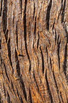 Sweet chestnut (Castanea sativa) brown tree bark macro close up texture background sometimes  known as Spanish chestnut, stock photo image