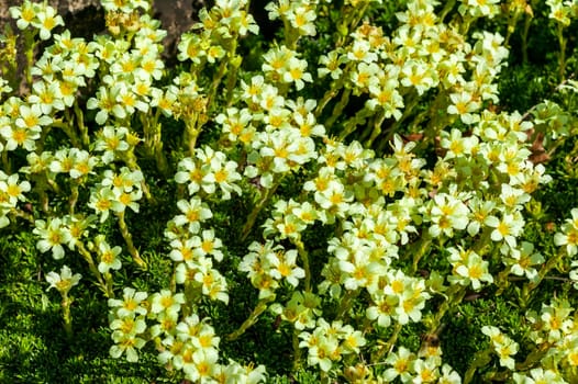 Saxifraga apiculata a  spring flowering evergreen alpine plant with a white yellow springtime flower commonly known as saxifrage or rockfoil, stock photo image