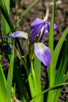 Iris lazica a winter spring flowering plant with a purple springtime flower commonly known as Lazistan iris, stock photo image