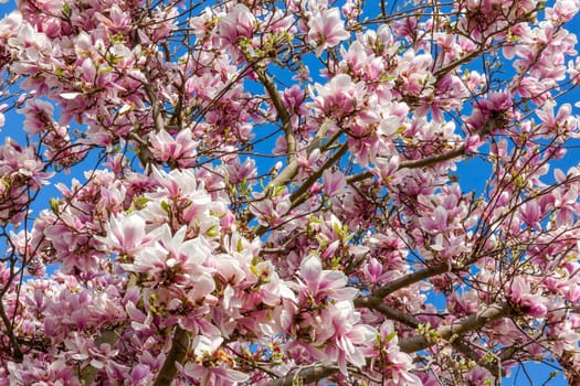 Pink magnolia blossom in flower on a springtime tree branch, close up in the spring season with a blue sky, stock photo image